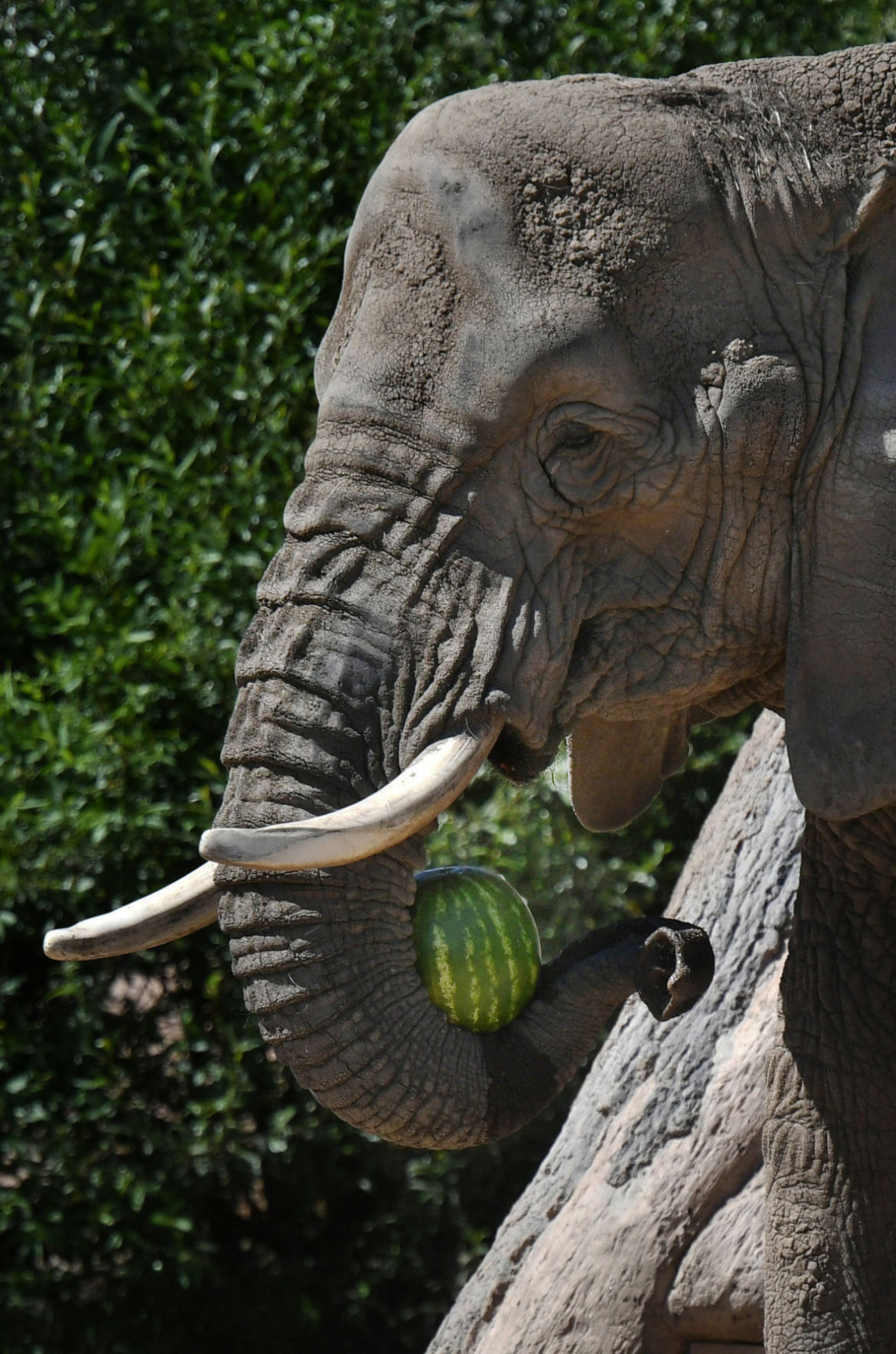 070119-news-elephant 19.JPG
